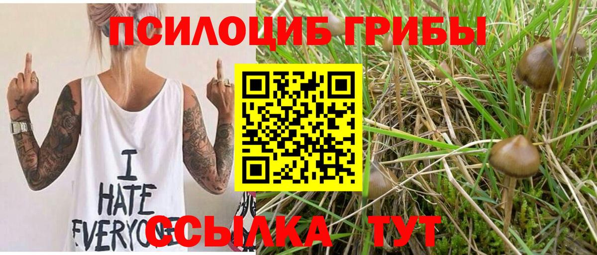 Галлюциногенные грибы Psilocybine cubensis Железногорск